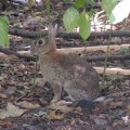 lapin