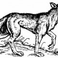 loup0208