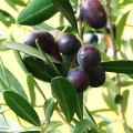 OlivenReif