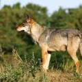 « Scandinavian grey wulf (Canis lupus) at Skandinavisk Dyrepark, Djursland, Denmark », © Malene Thyssen, (www.mtfoto.dk/malene/). GNU Free Documentation License, Creative Commons Attribution ShareAlike 2.5.