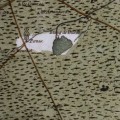 cassini-pernes-aulnes