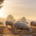 moutons-puyricard-thumb