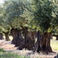 oliviers