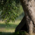 © Riccardo Bruni - Fotolia.com