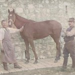 Un cheval à Marseille vers 1910. DR.