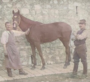 Un cheval à Marseille vers 1910. DR.