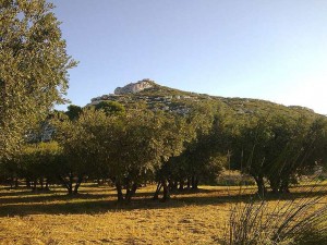 La colline du Castellas dominant un champ d’oliviers. Vue du Sud. © Jean Marie Desbois, 2009.
