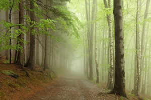 arbre-foret-sous-bois