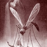 Dessin pour la prévention du paludisme. Ehrmann. Début XXe . DR.siècle.